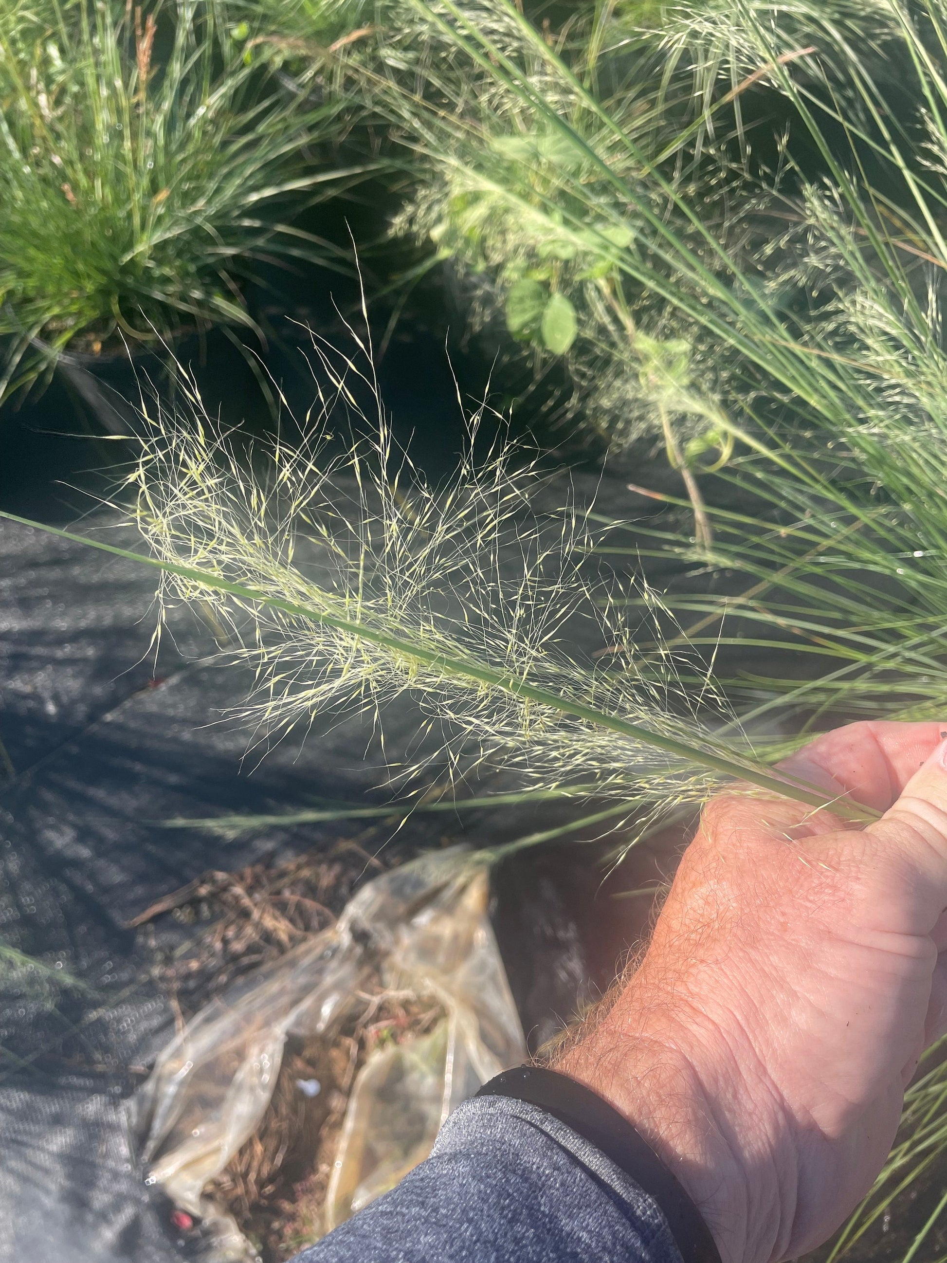 WHITE CLOUD Muhly Grass - Ornamental Grasses - 3 Gallon Sizes