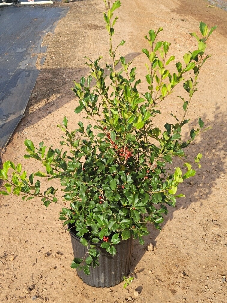 Native AMERICAN HOLLY - 2' TO 3' Feet Tall - 3 Gallon Plant