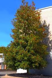 Native AMERICAN HOLLY - 2' TO 3' Feet Tall - 3 Gallon Plant