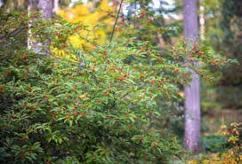 Native AMERICAN HOLLY - 2' TO 3' Feet Tall - 3 Gallon Plant