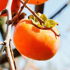 Jiro Fuyu Persimmon Tree -Experience Exquisite Flavor - Your Garden's Finest Delight! - 3 TO 4 FEET TALL