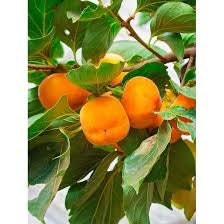 Jiro Fuyu Persimmon Tree -Experience Exquisite Flavor - Your Garden's Finest Delight! - 3 TO 4 FEET TALL