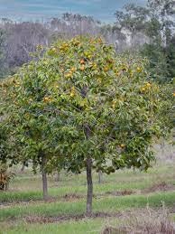 Jiro Fuyu Persimmon Tree -Experience Exquisite Flavor - Your Garden's Finest Delight! - 3 TO 4 FEET TALL