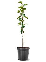 Jiro Fuyu Persimmon Tree -Experience Exquisite Flavor - Your Garden's Finest Delight! - 3 TO 4 FEET TALL