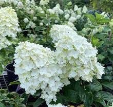 Little Hottie Hydrangea - "Adorable Miniature Plant for Your Home or Garden" - 1 Quart or 3 Gallon Size Containers - White Flowers