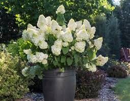 Little Hottie Hydrangea - "Adorable Miniature Plant for Your Home or Garden" - 1 Quart or 3 Gallon Size Containers - White Flowers