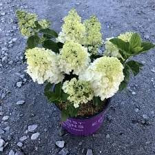 Little Hottie Hydrangea - "Adorable Miniature Plant for Your Home or Garden" - 1 Quart or 3 Gallon Size Containers - White Flowers