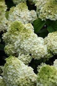 Little Hottie Hydrangea - "Adorable Miniature Plant for Your Home or Garden" - 1 Quart or 3 Gallon Size Containers - White Flowers