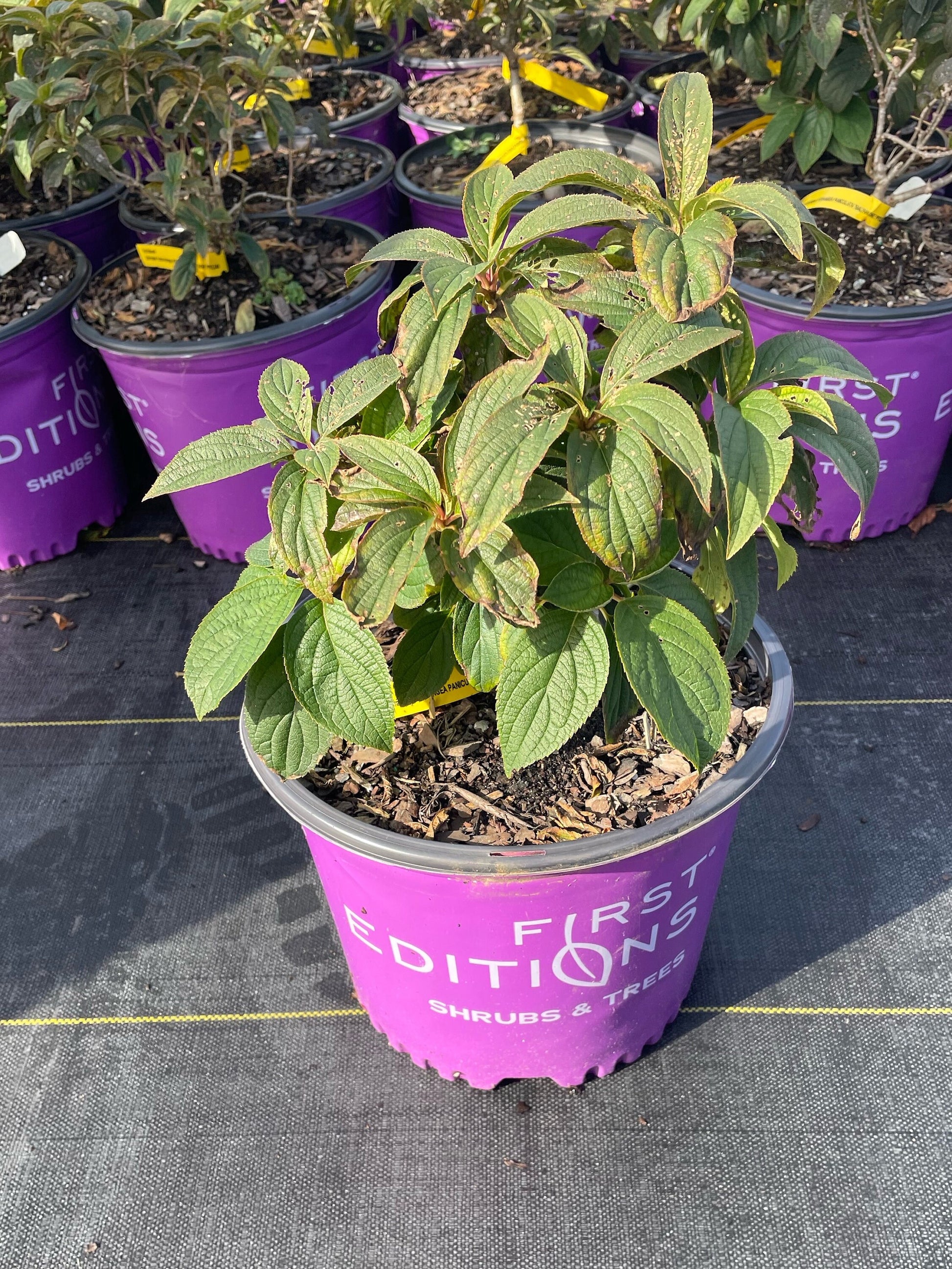 Little Hottie Hydrangea - "Adorable Miniature Plant for Your Home or Garden" - 1 Quart or 3 Gallon Size Containers - White Flowers