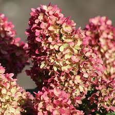 DRAGON BABY HYDRANGEA With Red and White Flowers - Available in 3 Gallon Size Containers - Sun Loving Hydrangea - Great for Cut Flowers