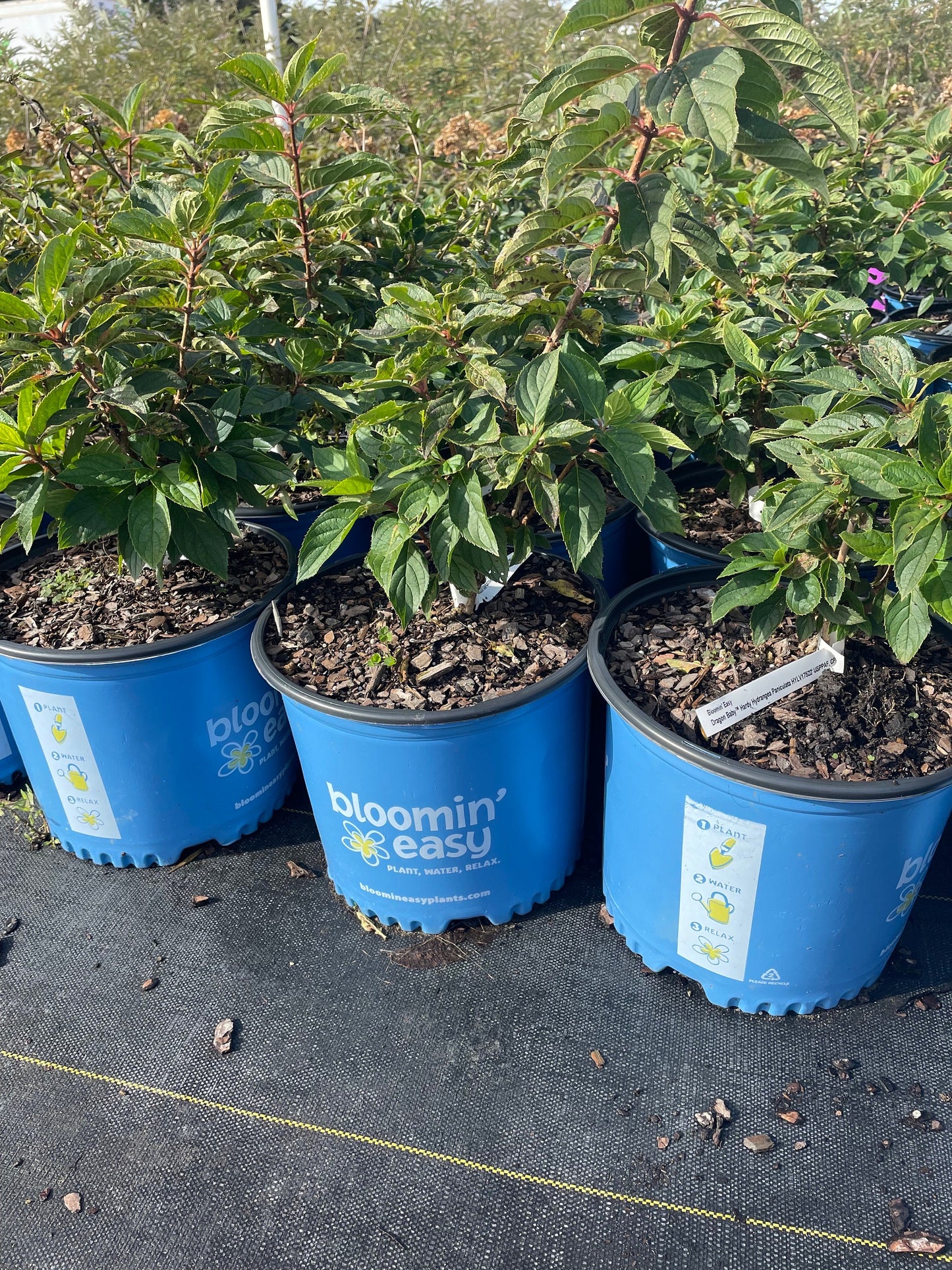 DRAGON BABY HYDRANGEA With Red and White Flowers - Available in 3 Gallon Size Containers - Sun Loving Hydrangea - Great for Cut Flowers