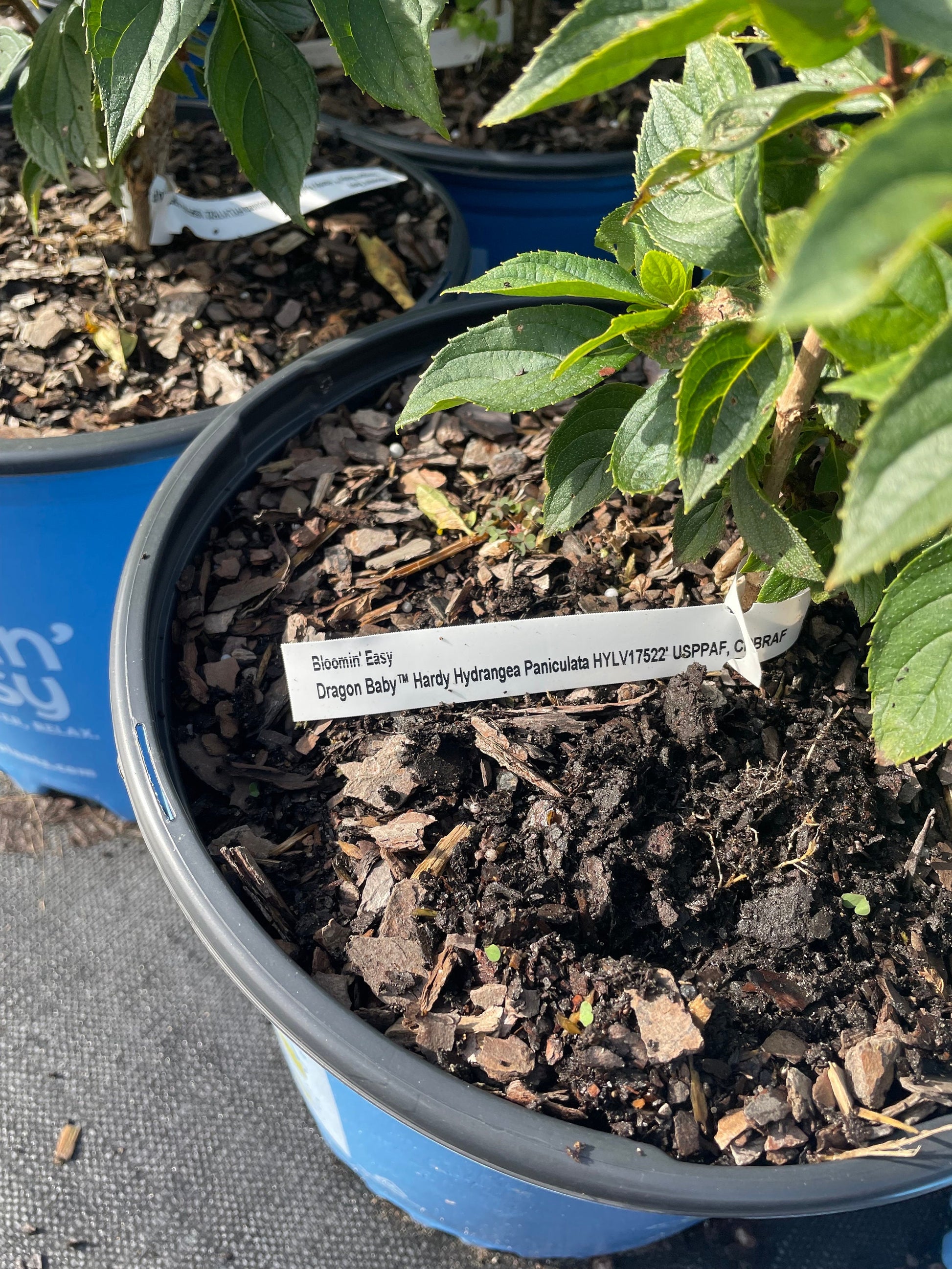 DRAGON BABY HYDRANGEA With Red and White Flowers - Available in 3 Gallon Size Containers - Sun Loving Hydrangea - Great for Cut Flowers