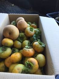 FUYU MATSUMOTO PERSIMMON - 3 Gallon Size Container - 36 to 48 Inches Tall - Free Shipping!! - Sweet Fruit for Canning and Fresh Fruit