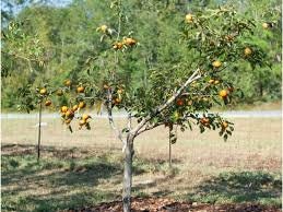 FUYU MATSUMOTO PERSIMMON - 3 Gallon Size Container - 36 to 48 Inches Tall - Free Shipping!! - Sweet Fruit for Canning and Fresh Fruit