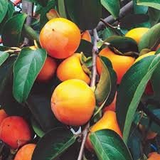 Jiro Fuyu Persimmon Tree -Experience Exquisite Flavor - Your Garden's Finest Delight! - 3 TO 4 FEET TALL