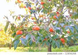 Jiro Fuyu Persimmon Tree -Experience Exquisite Flavor - Your Garden's Finest Delight! - 3 TO 4 FEET TALL