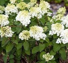 Little Hottie Hydrangea - "Adorable Miniature Plant for Your Home or Garden" - 1 Quart or 3 Gallon Size Containers - White Flowers