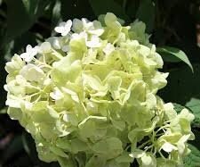 Little Hottie Hydrangea - "Adorable Miniature Plant for Your Home or Garden" - 1 Quart or 3 Gallon Size Containers - White Flowers