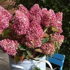 DRAGON BABY HYDRANGEA With Red and White Flowers - Available in 3 Gallon Size Containers - Sun Loving Hydrangea - Great for Cut Flowers