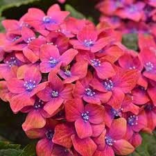 DRAGON BABY HYDRANGEA With Red and White Flowers - Available in 3 Gallon Size Containers - Sun Loving Hydrangea - Great for Cut Flowers