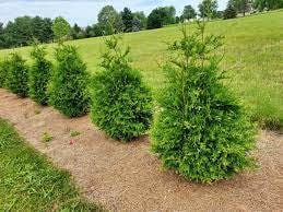 GREEN GIANT ARBORVITAE | A Living "Fence" | Evergreen Hedge