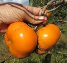 FUYU MATSUMOTO PERSIMMON - 3 Gallon Size Container - 36 to 48 Inches Tall - Free Shipping!! - Sweet Fruit for Canning and Fresh Fruit