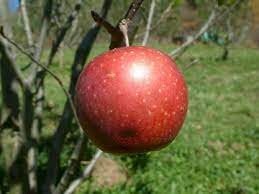 TERRY WINTER APPLE Tree - Great Apple Fruit Tree - 3 Feet or More Tall - Free Shipping! - Cold Hardy Apple Tree - Edible Fruit