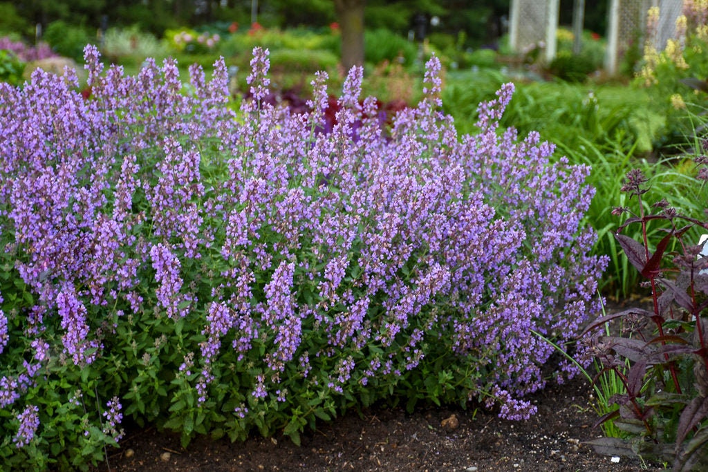 Catmint &#39;Cat&#39;s Meow&#39; | 1 Quart Size Plants | Free Shipping!