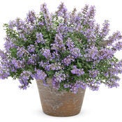 Catmint &#39;Cat&#39;s Meow&#39; | 1 Quart Size Plants | Free Shipping!