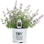 Catmint &#39;Cat&#39;s Meow&#39; | 1 Quart Size Plants | Free Shipping!