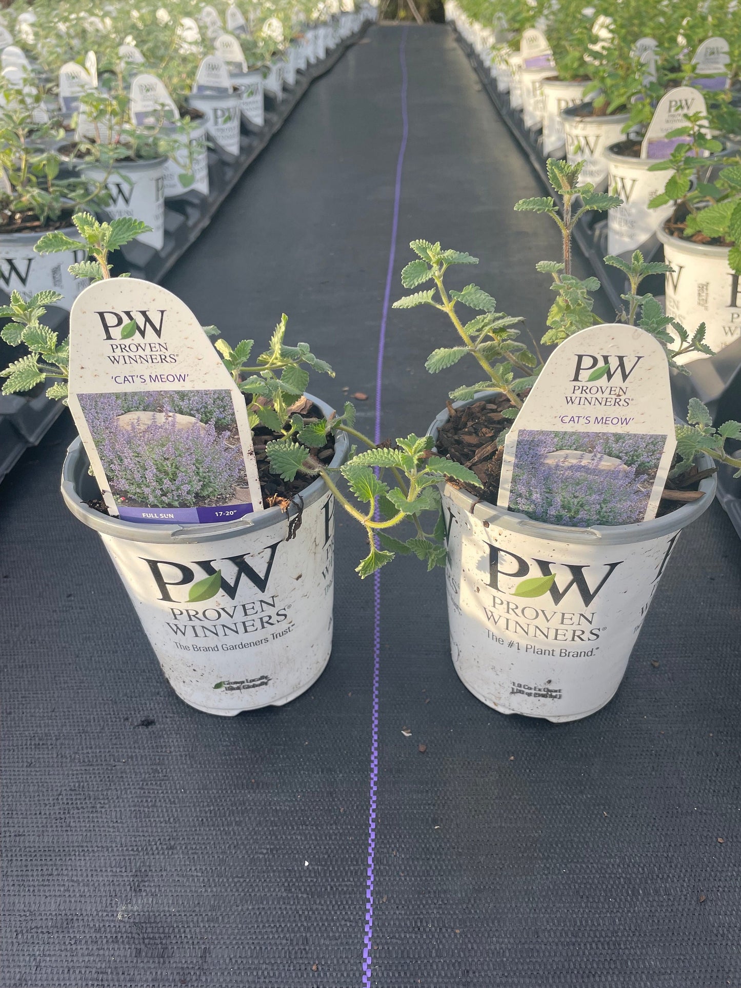 Catmint &#39;Cat&#39;s Meow&#39; | 1 Quart Size Plants | Free Shipping!