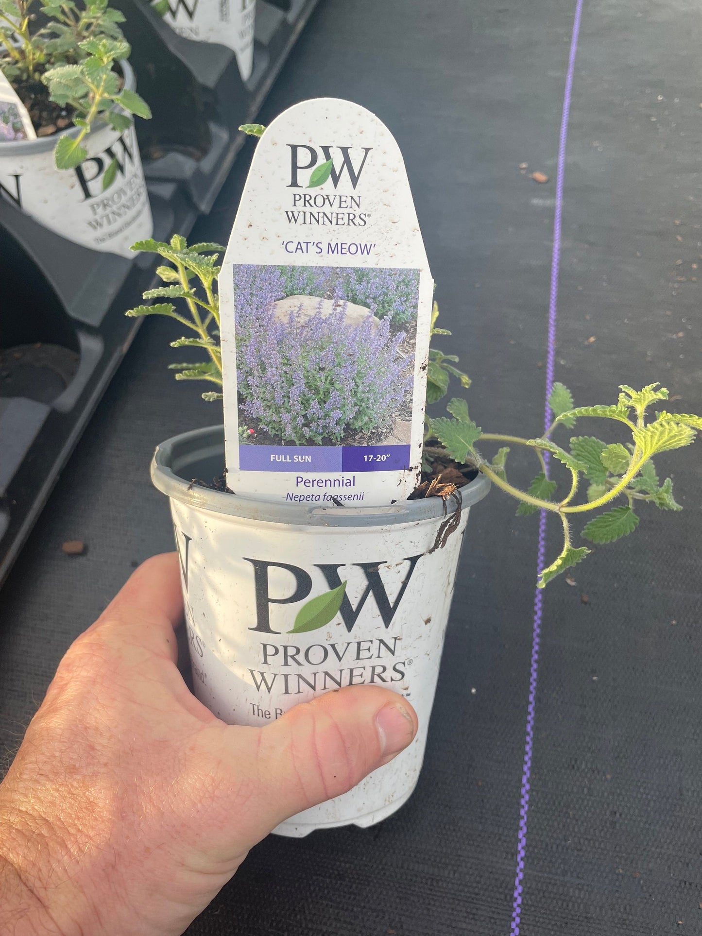 Catmint &#39;Cat&#39;s Meow&#39; | 1 Quart Size Plants | Free Shipping!