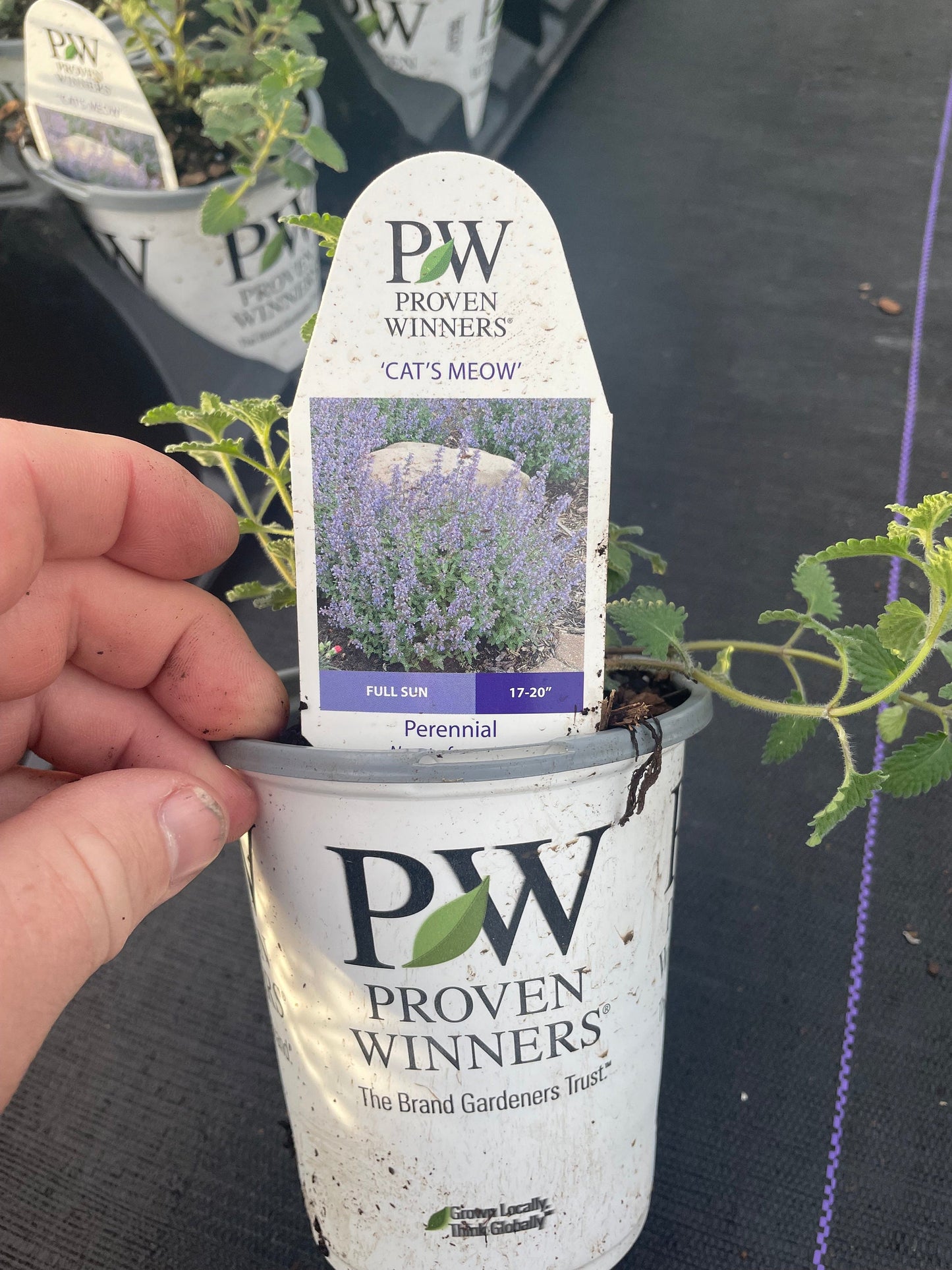 Catmint &#39;Cat&#39;s Meow&#39; | 1 Quart Size Plants | Free Shipping!