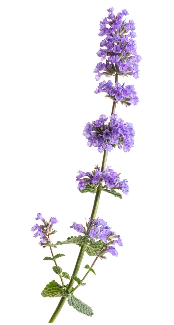 Catmint &#39;Cat&#39;s Pajamas&#39; | 1 Quart Size Plants | Free Shipping!