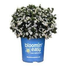 Daisy Duke™ Gardenia with abundant white blooms! Available in 3 sizes with FREE SHIPPING!