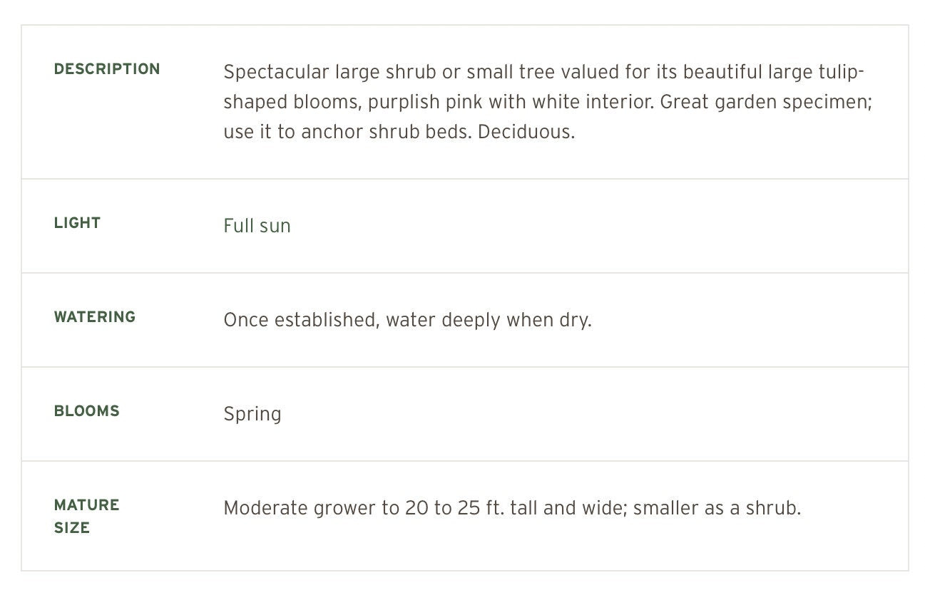 Japanese Saucer Magnolia ‘Alexandrina’ - Pink Flowers - Quart and 3 Gallon Plant Sizes to Choose From - Free Shipping