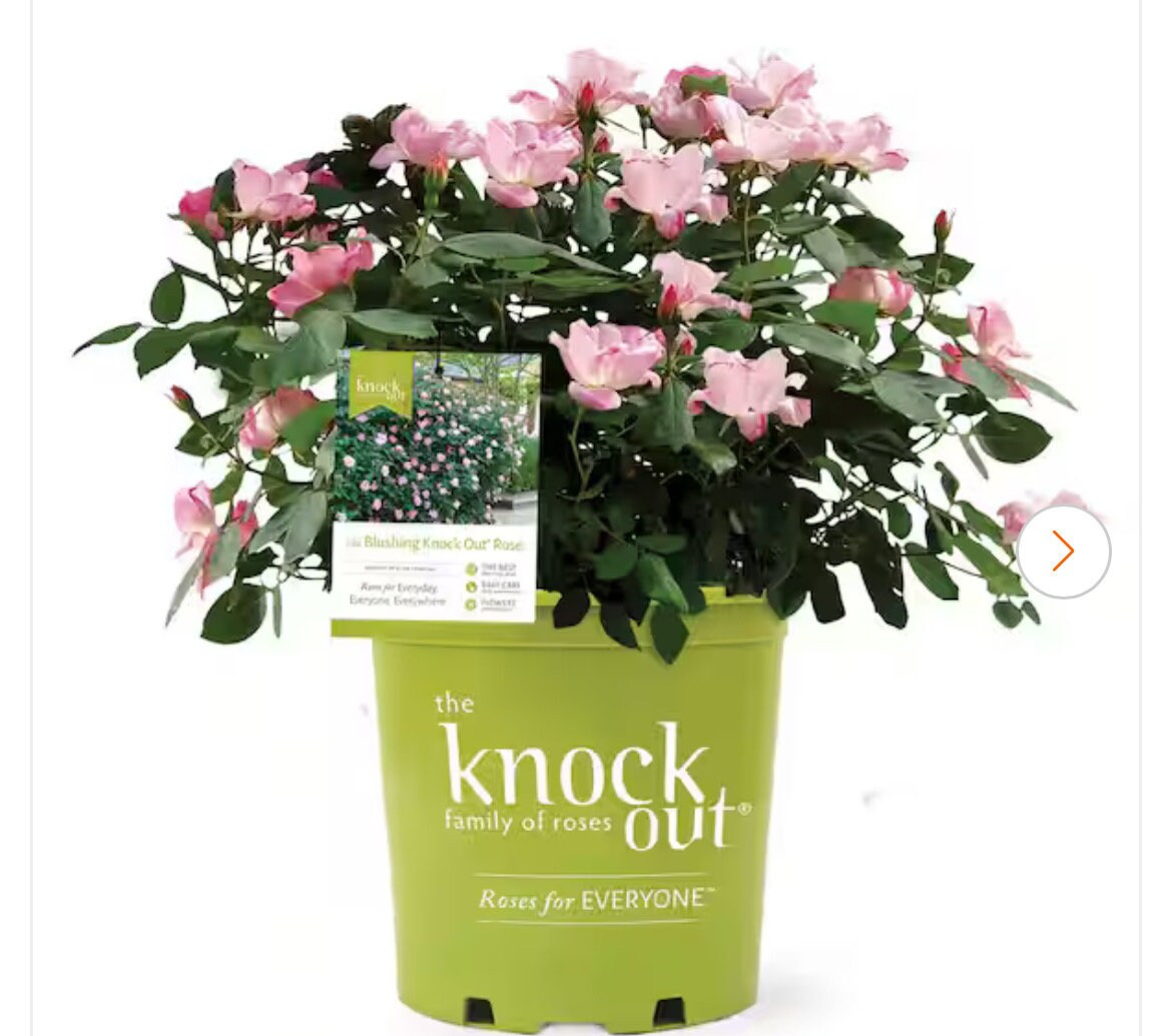 Pink Blushing Knock Out Rose - Disease Resistant - Free Shipping - Quart Size Containers