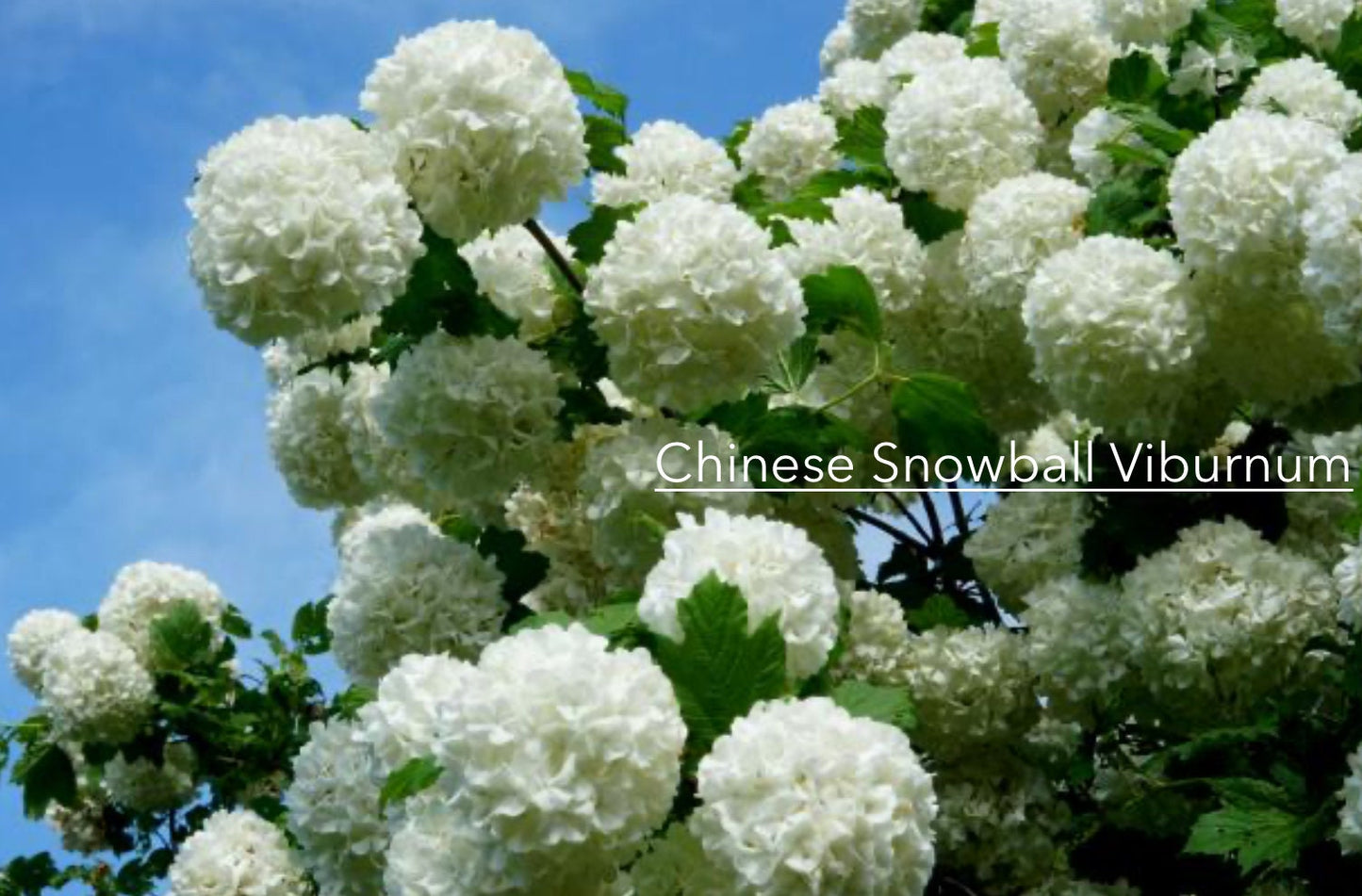 Chinese Snowball Viburnum - Large White Blooms, Fast-Growing, Perfect for Gardens - 3 Gallon Size Containers Available!