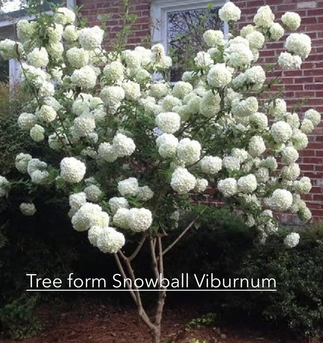 Chinese Snowball Viburnum - Large White Blooms, Fast-Growing, Perfect for Gardens - 3 Gallon Size Containers Available!