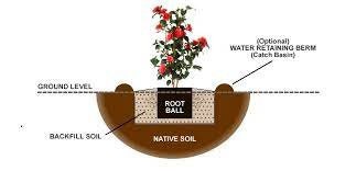 how plant your new plants properly