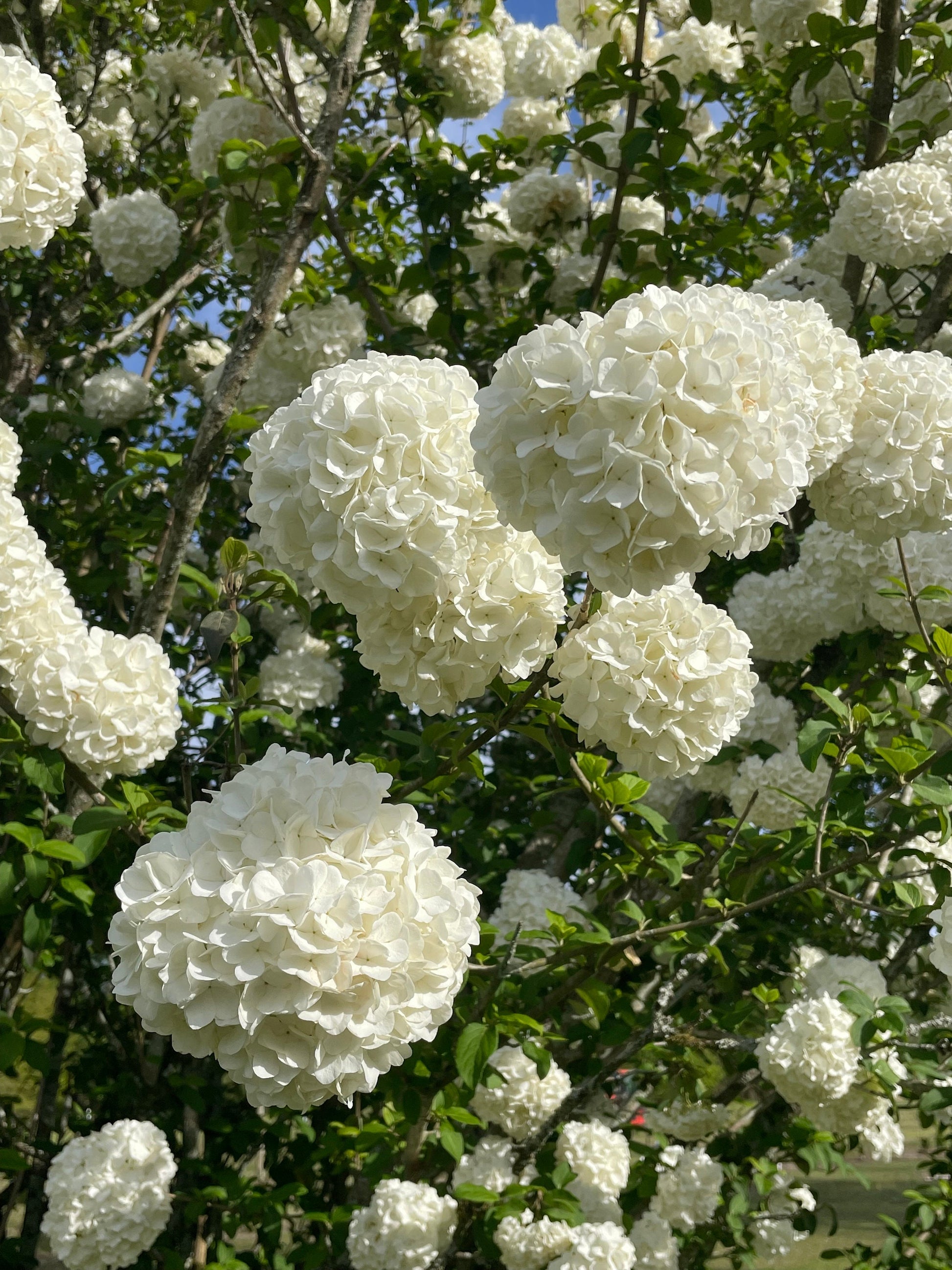 Chinese Snowball Viburnum - Large White Blooms, Fast-Growing, Perfect for Gardens - 3 Gallon Size Containers Available!