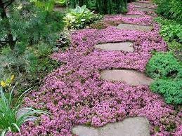 Creeping Red Thyme - Fragrant Ground Cover, Crimson Blooms, Easy Care - Fast Shipping