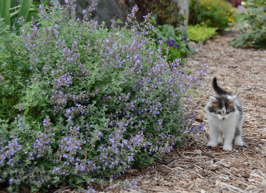 Catmint 'Cat's Meow' | 1 Quart Size Plants | Free Shipping!