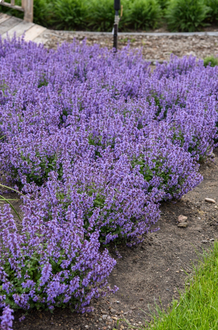 Catmint &#39;Cat&#39;s Pajamas&#39; | 1 Quart Size Plants | Free Shipping!