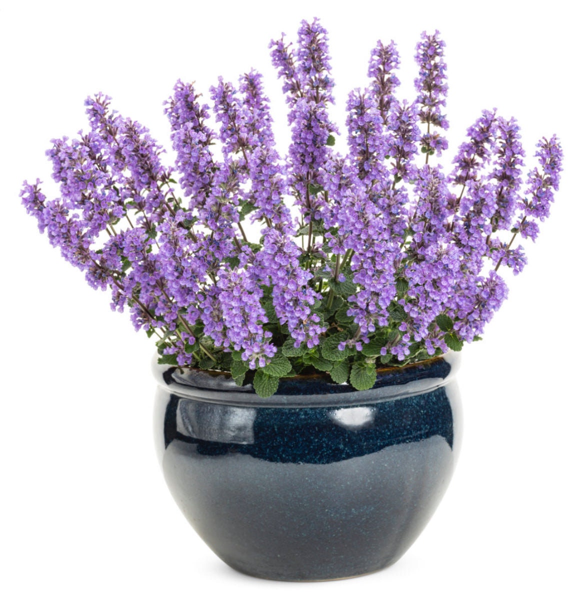 Catmint &#39;Cat&#39;s Pajamas&#39; | 1 Quart Size Plants | Free Shipping!