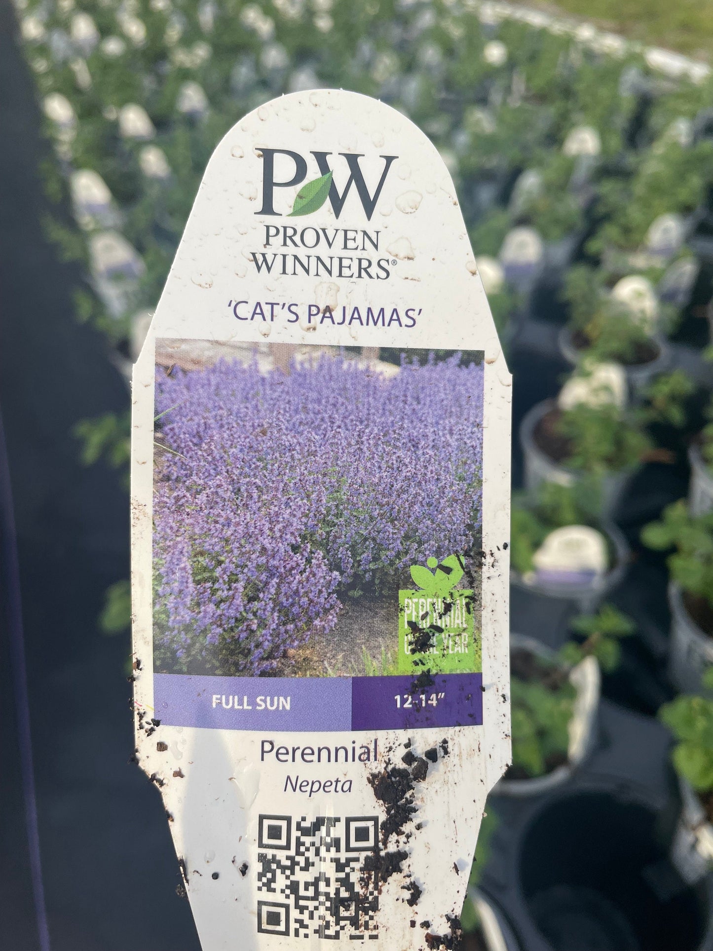 Catmint &#39;Cat&#39;s Pajamas&#39; | 1 Quart Size Plants | Free Shipping!