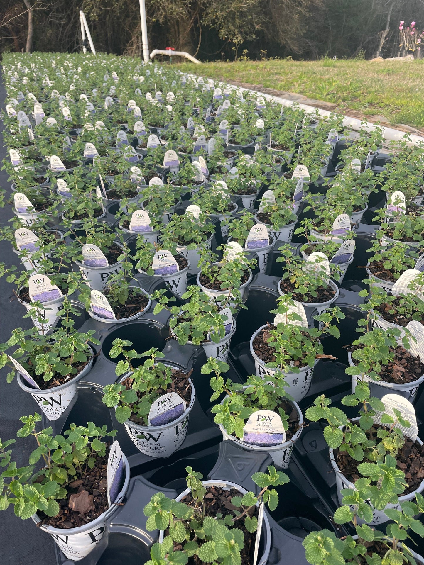 Catmint &#39;Cat&#39;s Pajamas&#39; | 1 Quart Size Plants | Free Shipping!