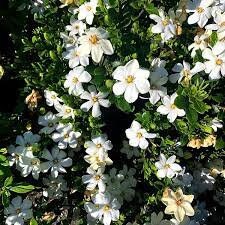 Daisy Duke™ Gardenia with abundant white blooms! Available in 3 sizes with FREE SHIPPING!