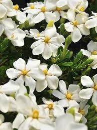 Daisy Duke™ Gardenia with abundant white blooms! Available in 3 sizes with FREE SHIPPING!