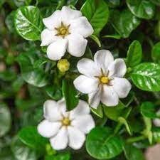 Daisy Duke™ Gardenia with abundant white blooms! Available in 3 sizes with FREE SHIPPING!